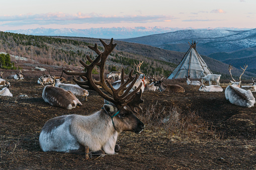 Scenic view of reindeers  near the teepee  in Mongolia