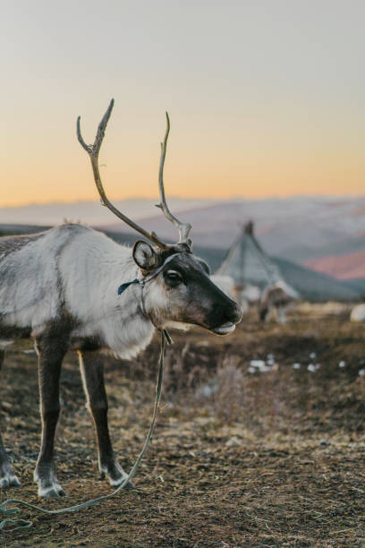 istock Reindeers near the teepee  in Mongolia in winter 1211329567