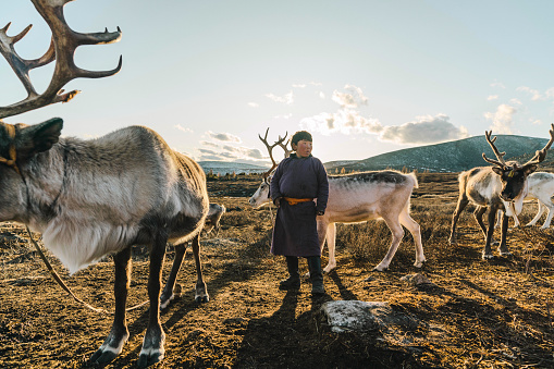 Indigenous boy  shepherding reindeers  in Mongolia