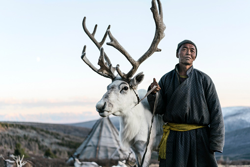 Indigenous man  shepherding reindeers  in Mongolia in winter