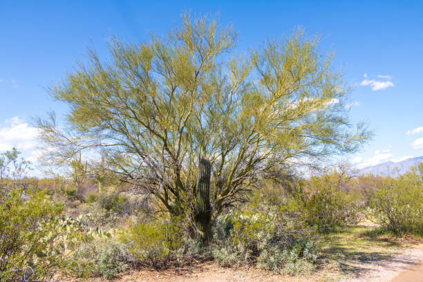 istock Mesquite nurse tree and a small saguaro cactus 1211330350
