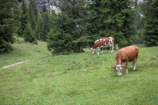 istock Some cows in a pasture in Val Gardena in Italy 1211330390