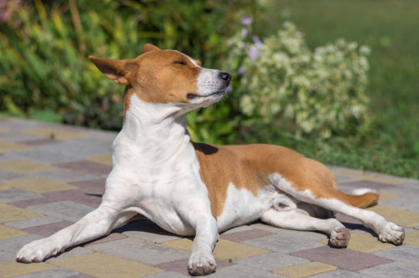 Cтоковое фото Портрет собаки Базенджи, лежащей на тротуаре и приобретая стильный загар