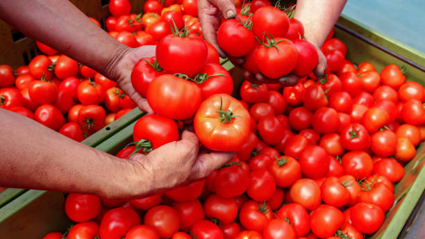 istock Tomato Harvest - Farmers Hands With Freshly Harvested Tomatoes 1211330627