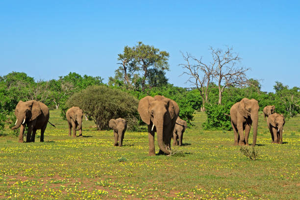 istock Herd of elephants in the flowers 1211330730