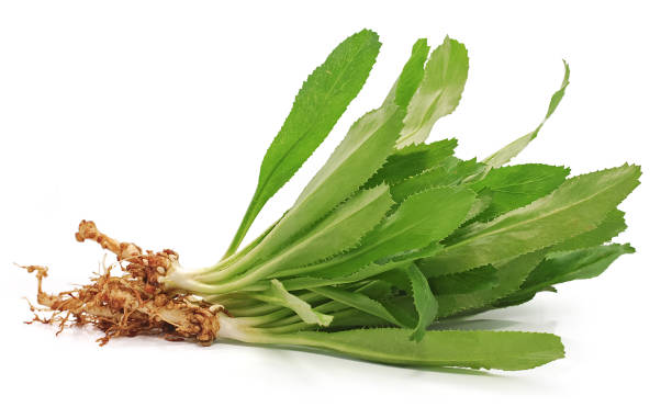 istock Culantro or Sawtooth Coriander isolated on white background 1211330790