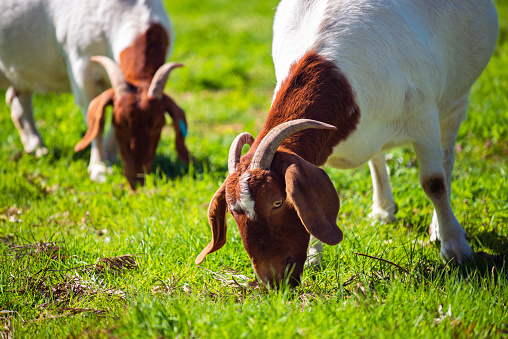 Goats eating grass on a daily farm in rural South Australia on a winter day