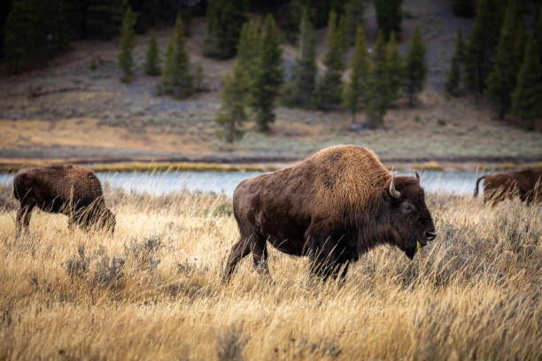 istock American bisons on grass field in Yellowstone. 1211331933