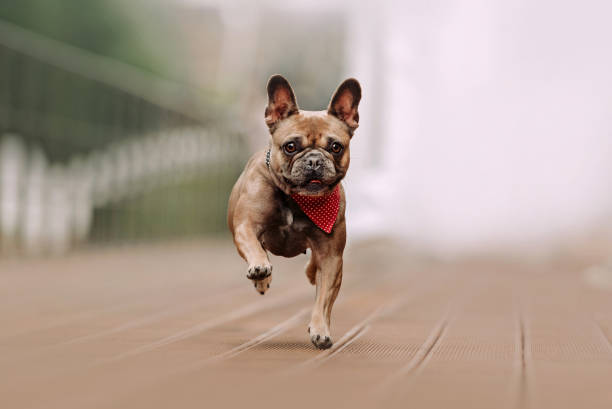 happy french bulldog dog running outdoors in summer happy french bulldog dog running in a bandana outdoors bandana photos stock pictures, royalty-free photos & images