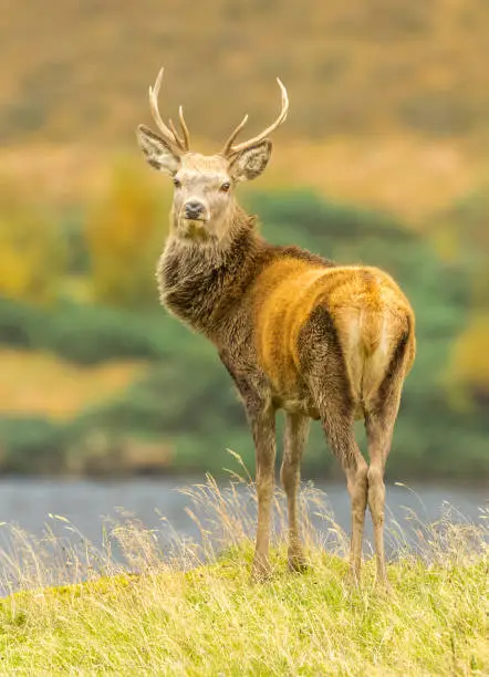 Portrait of a Red deer stag (latin name: Cervus elaphus) A young stag stood majestically besides a loch in Glen Strathfarrar, Scottish Highlands.  Head raised. Autumn. Horizontal.  Space for copy.