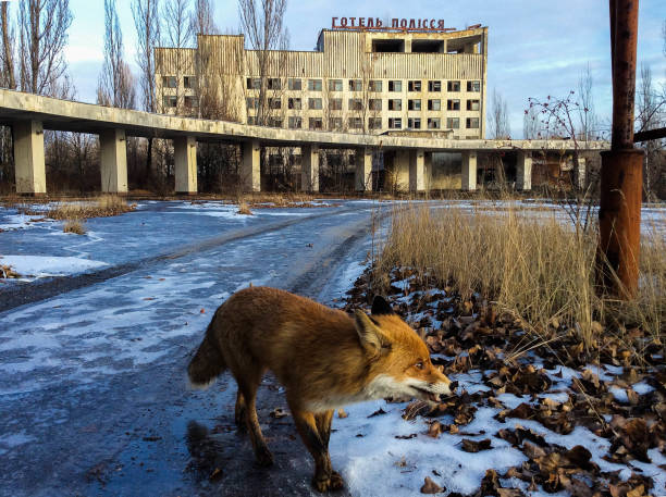 The fox in Chernobyl zone The fox in Pripyat town, Chernobyl Exclusion Zone chornobyl photos stock pictures, royalty-free photos & images
