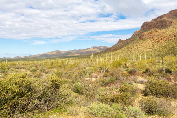 istock Tucson Mountains rising from the desert floor 1211333778
