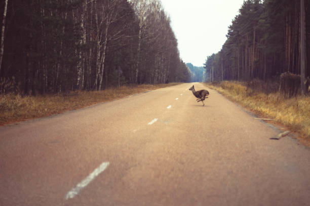 The roe deer in Chernobyl zone, Poliske town
