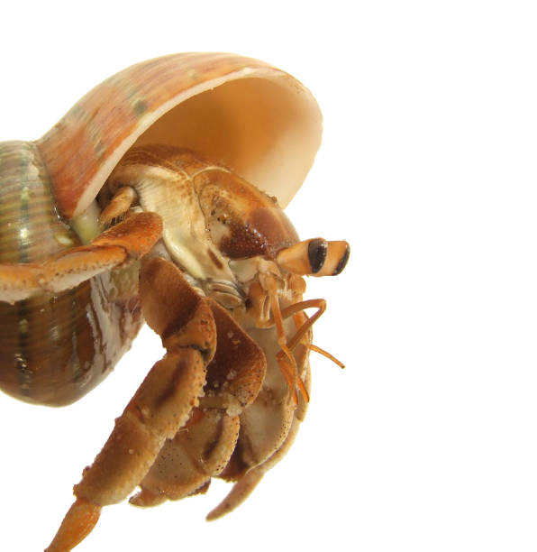 granchio eremita terrestre australiano - land hermit crab foto e immagini stock
