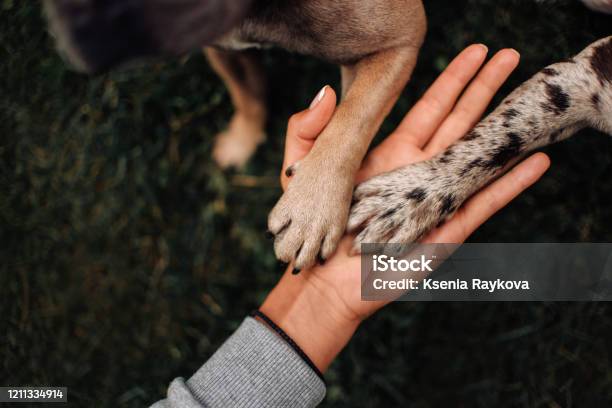 Top View Of Two Dog Paws In Owner Hand Stock Photo - Download Image Now - Dog, Paw, Pet Owner