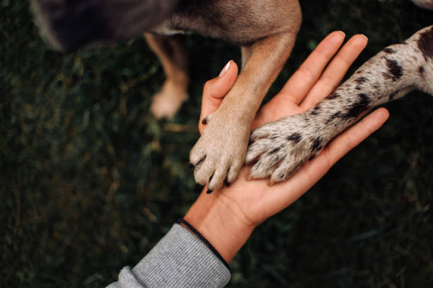 top view of two dog paws in owner hand - two dogs imagens e fotografias de stock