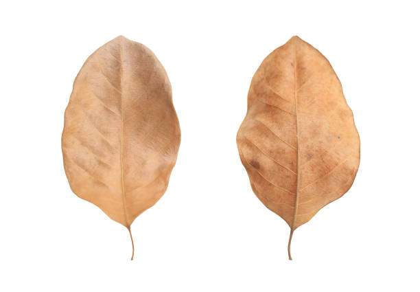 istock Brown dry leaves isolated over white background. 1211334999