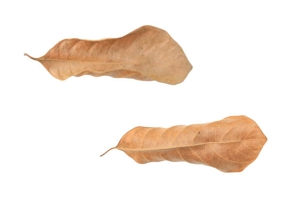 istock Brown dry leaves isolated over white background. 1211335006