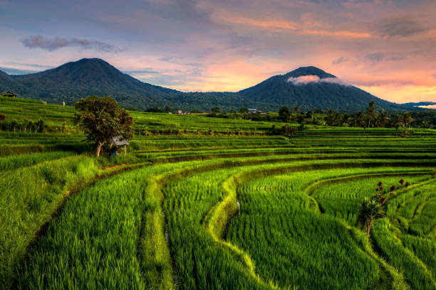 istock Jatiluwih Rice Terraces Unesco in Bali 1211335466