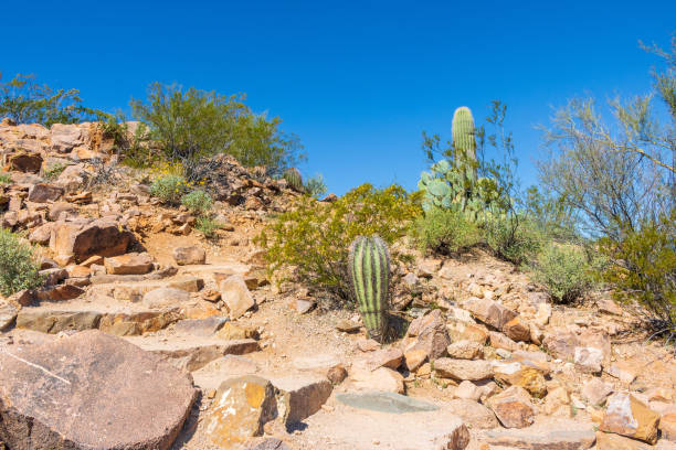istock Desert plants on a rocky hill under a bright blue sky 1211335602