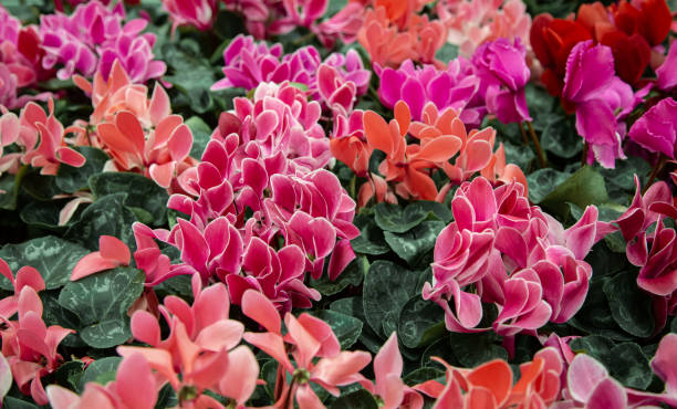 istock Natural beautiful background with lots of cyclamen. 1211338539