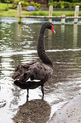 a mature muscovy duck standing by the shore on Taupo Lake