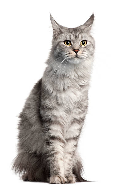 istock Maine Coon, two years old, sitting, white background. 121133925