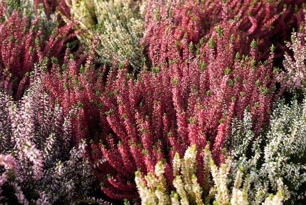 istock Calluna vulgaris 1211340380