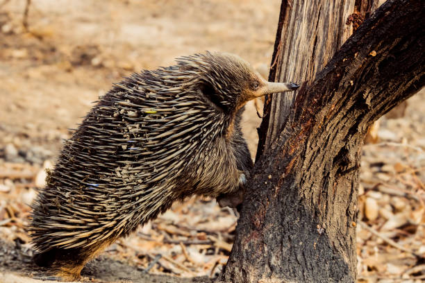Australian native short-beaked echidna. Echidna behaviour - standing up foraging for ants in a tree trunk, which has been ravaged by bushfire. echidna stock pictures, royalty-free photos & images