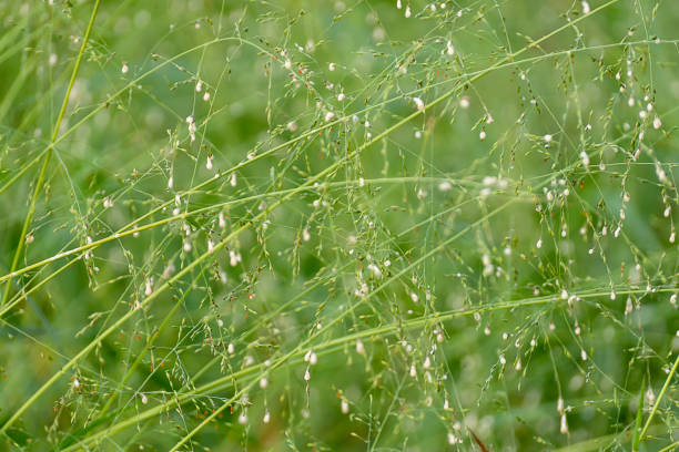 istock Soft focus of flower grass background. 1211341374