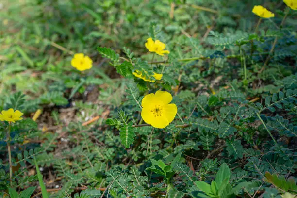 Photo of The yellow flower of devil's thorn