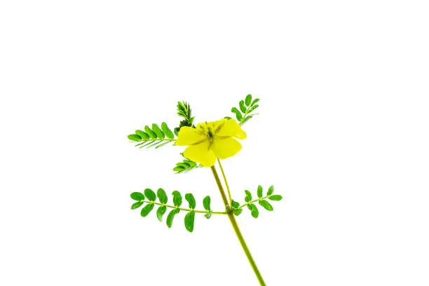 Photo of The yellow flower of devil's thorn