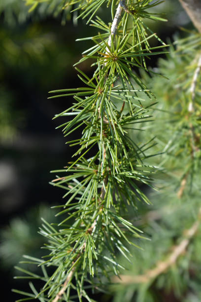 istock Cedar of Lebanon 1211342864