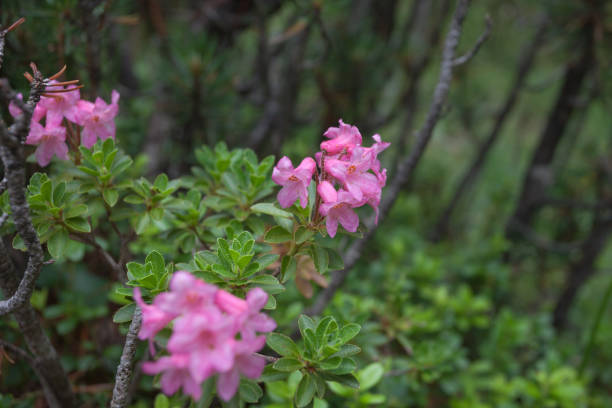 рододендрон в естественной альпийской среде - european alps tirol rhododendron nature стоковые фото и изображения