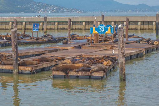 Sea lions relaxing in the sun at Pier 39 in San Francisco, California, USA. Royalty free stock photo.