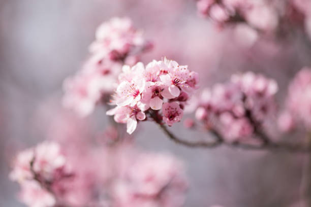 istock almonds tree  flowers on a twing bee blured background in spring season day 1211344741