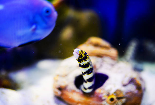 istock Wonderful and beautiful underwater world with corals and tropical fish. 1211344978