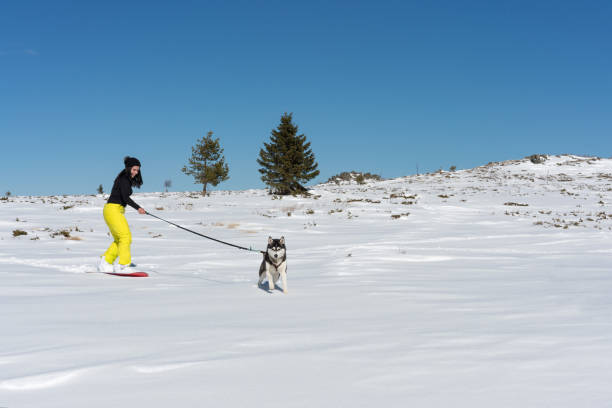 istock Woman sliding on snowboard being pulled by her Siberian husky 1211345306