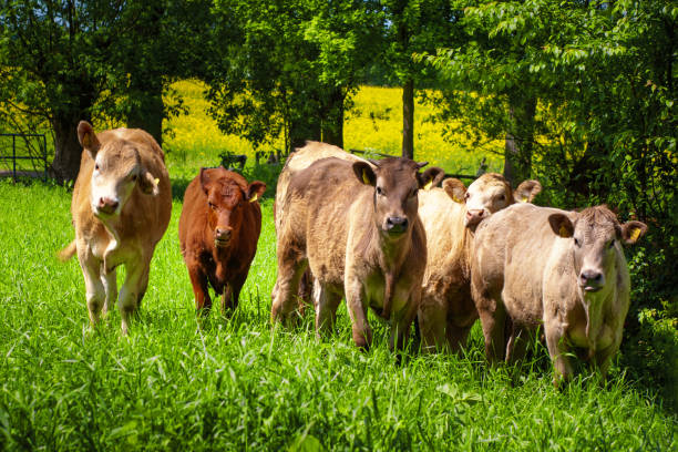 istock Curious little herd of cows on pasture on a sunny day 1211346618