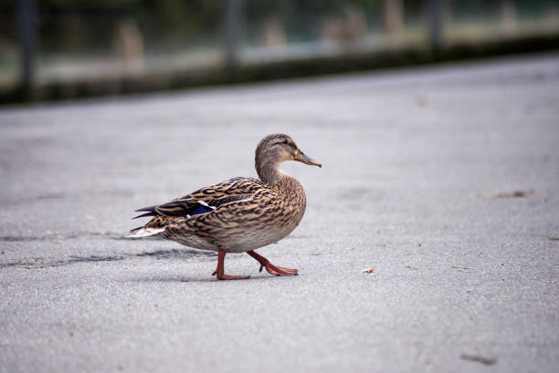 istock one duck walking on the road 1211348040