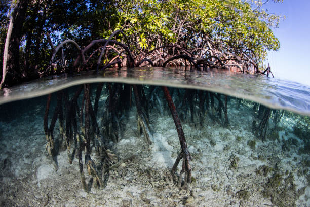 istock Prop Roots of Red Mangrove Trees 1211348382