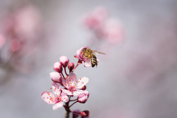 istock almonds tree  flowers on a twing bee blured background in spring season 1211349642