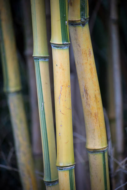 istock bamboo forest in a public garden 1211349773