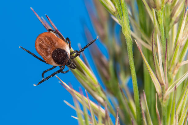 самка касторового клеща ползает по зеленой траве шипа. ixodes ricinus или лопатуляр, спика - meningitis bacterium body animal body стоковые фото и изображения