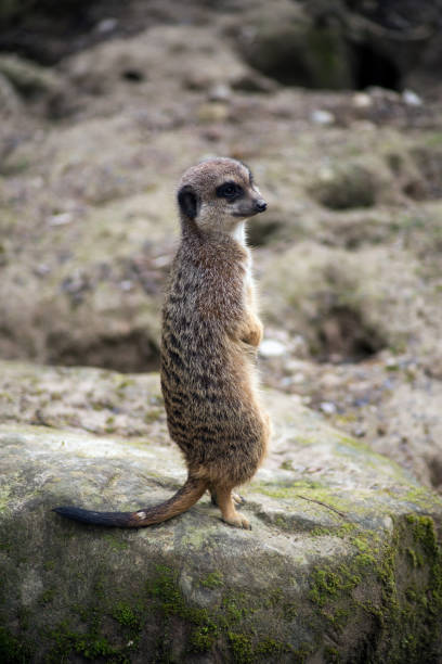 istock meerkat standing on the rock 1211352044