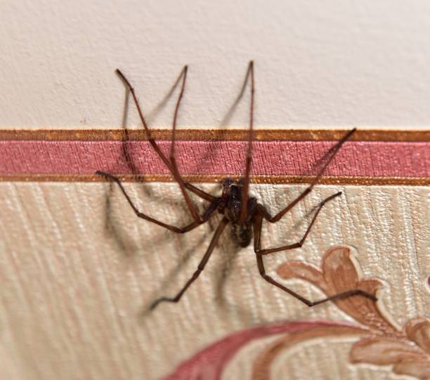 Large House Spider searching the house
