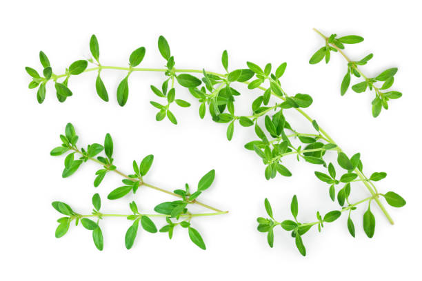 istock Fresh thyme spice isolated on white background, Top view. Flat lay. 1211352670