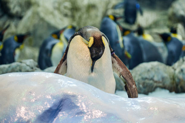 istock Big beautiful royal penguins in the aquarium 1211353367