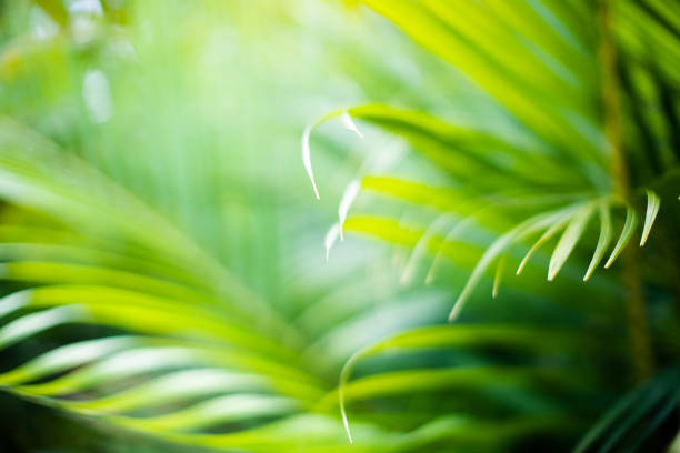 istock Palm tree leaves. Tropical trees background 1211354248