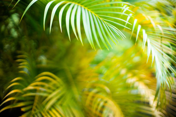 istock Palm tree leaves. Tropical trees background 1211354252